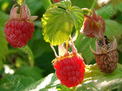 wild raspberry