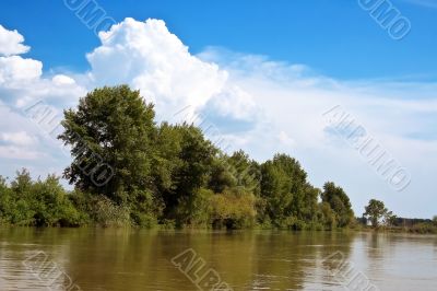 Trees on the riverside