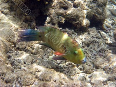 Green tropical fish