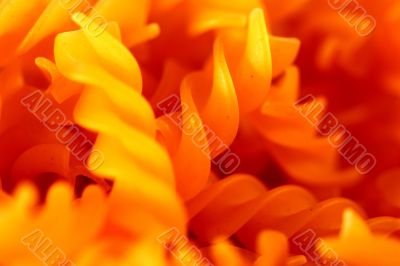 Close-up of pasta, spirals