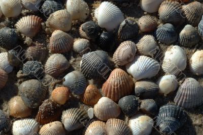 Shells on the sand background