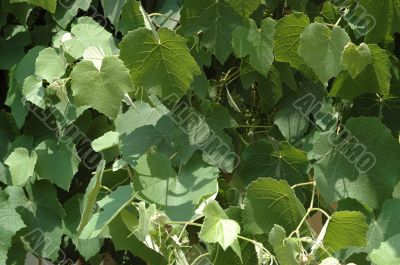 Grape leaves ,background