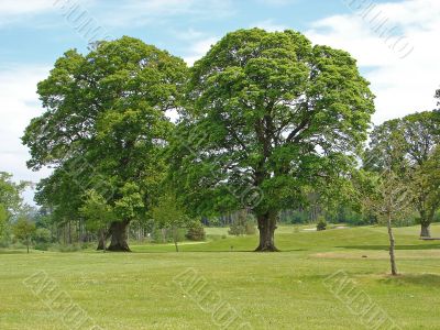 View on the two tree