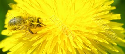 bee macro bee macro