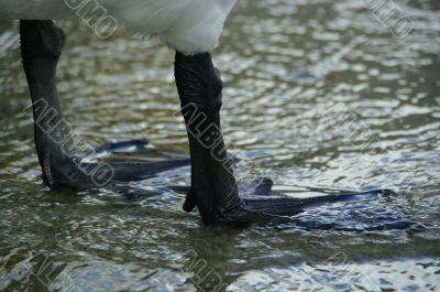 feet swam feet swam