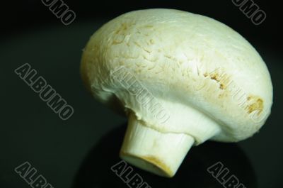 mushroom white mushroom white