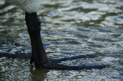 swan feet