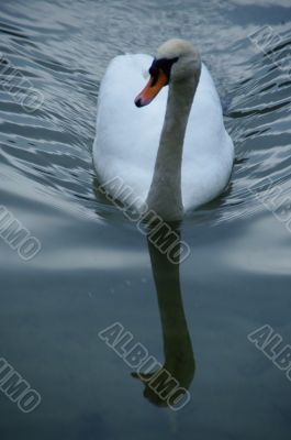 swan macro