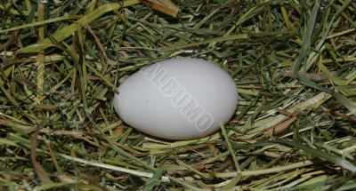 egg macro shot egg macro shot