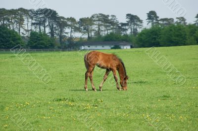 Young Foal on the grasses