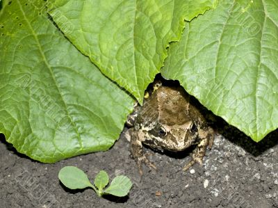 frog