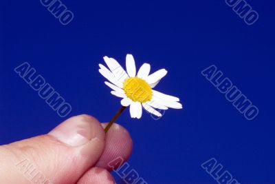 Chamomile in the hand at the sky background