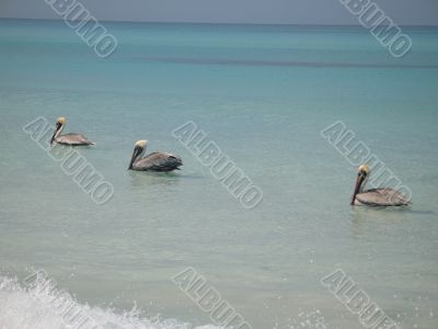 pelicans on turquoise ocean