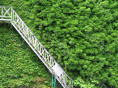 stair through a climbing vine