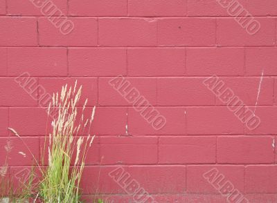 grass and red wall