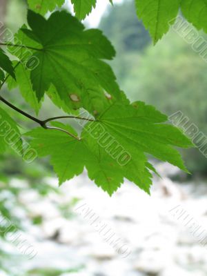 green leaves of a tree