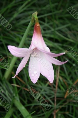 Pink Lily