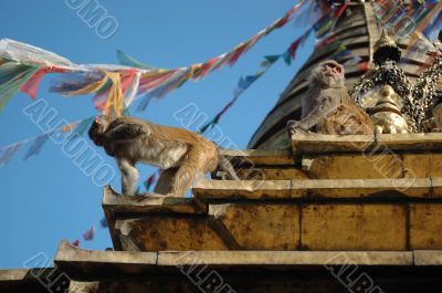 Monkey at the Monkey temple in Kathmandu Monkey at the Monkey temple in Kathmandu