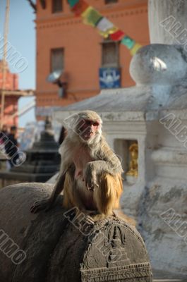 Monkey at the Monkey temple in Kathmandu