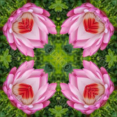 Lotus kaleidoscope