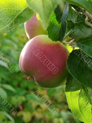 growing apple 1