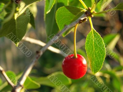 first cherry