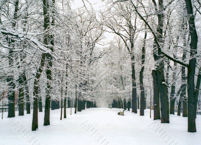 Snow covered trees of avenue