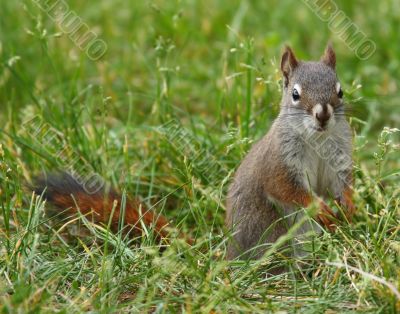 Squirrel Squirrel