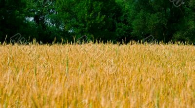 yellow field