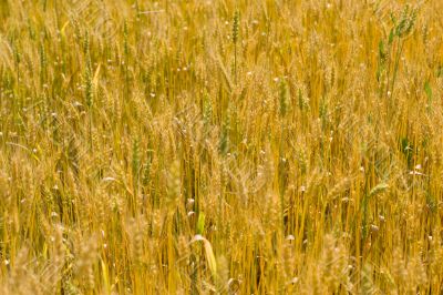 field of wheat