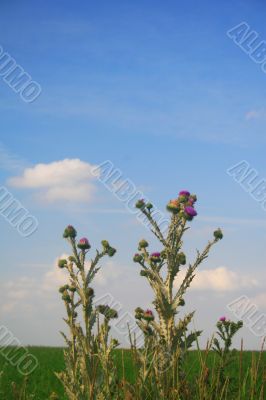 Thistle plants