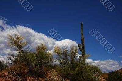 Desert Spring Desert Spring