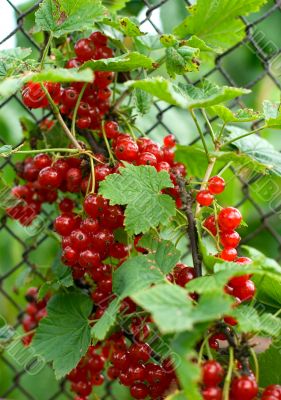 red berries