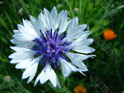 Field flower - a cornflower