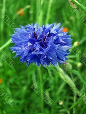 Field flower - a cornflower