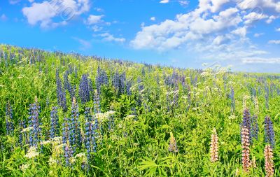 Blue sky, dark-blue flowers.