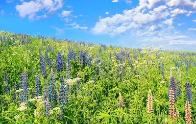 Blue sky, dark-blue flowers.