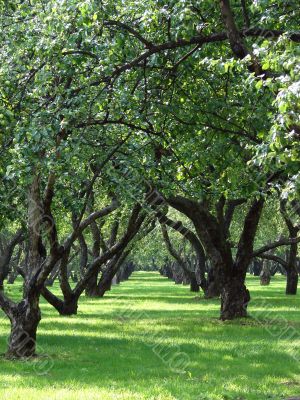 The big apple garden