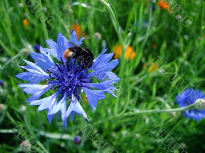 Shaggy bumblebee on a flower