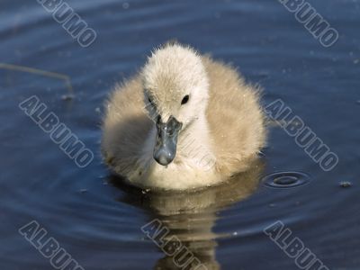 baby swan