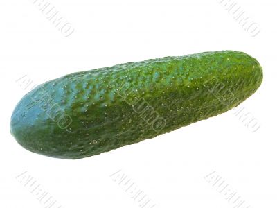 cucumber