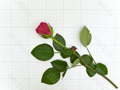 red rose red rose
