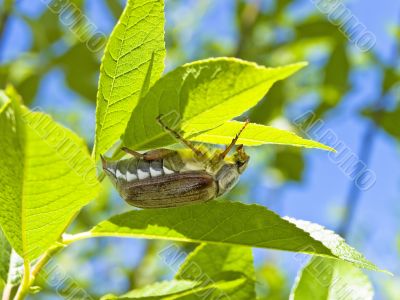 chafer