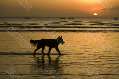 Doggy Silhouette