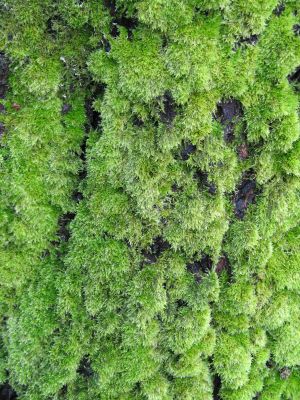 green moss