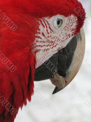 red parrot