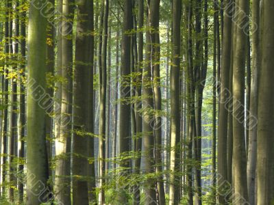 forest forest