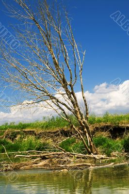 Dead tree on the coast of the river