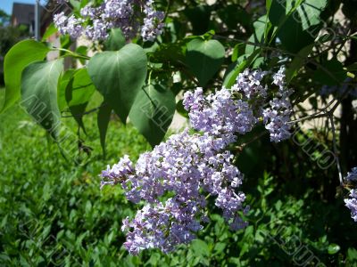 Syringa Blossoms