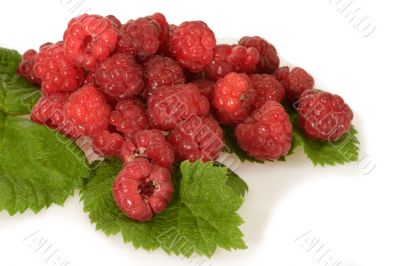 Raspberries with Leaves